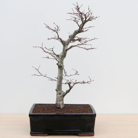 (C1) SEIGEN JAPANESE MAPLE (Acer palmatum 'Seigen')