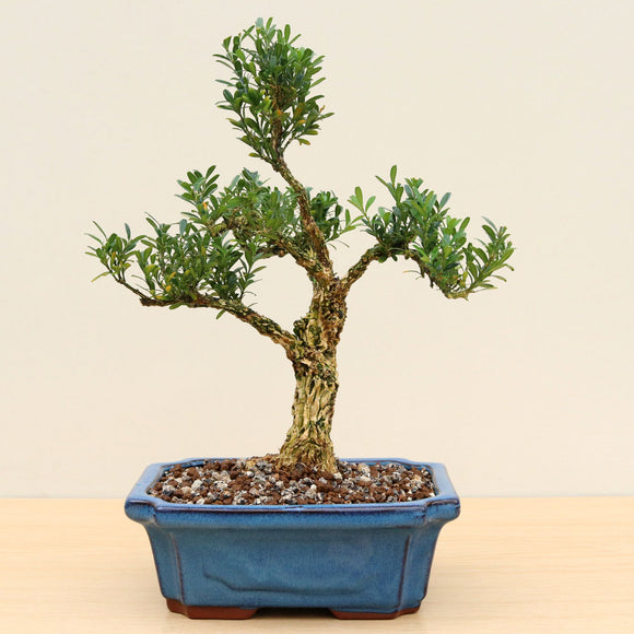 (C1) JAPANESE BOX (Buxus harlandii)