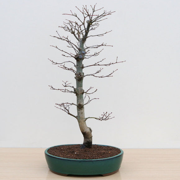 (C2) SEIGEN JAPANESE MAPLE (Acer palmatum 'Seigen')