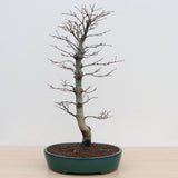 (C2) SEIGEN JAPANESE MAPLE (Acer palmatum 'Seigen')