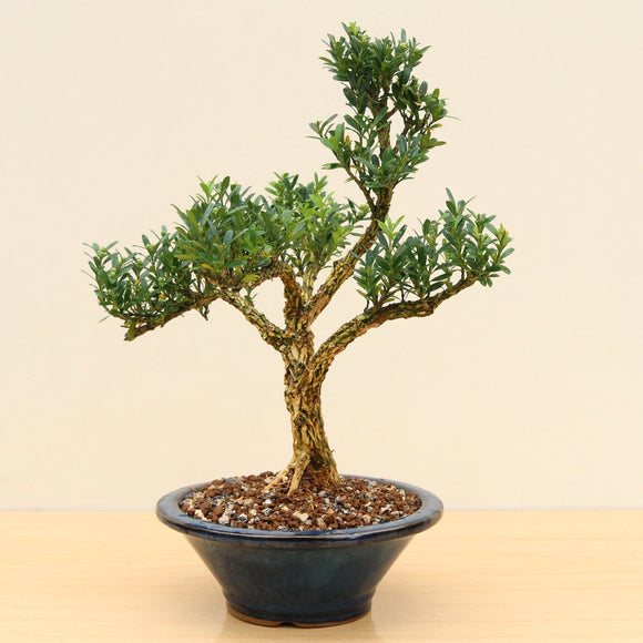 (C2) JAPANESE BOX (Buxus harlandii)