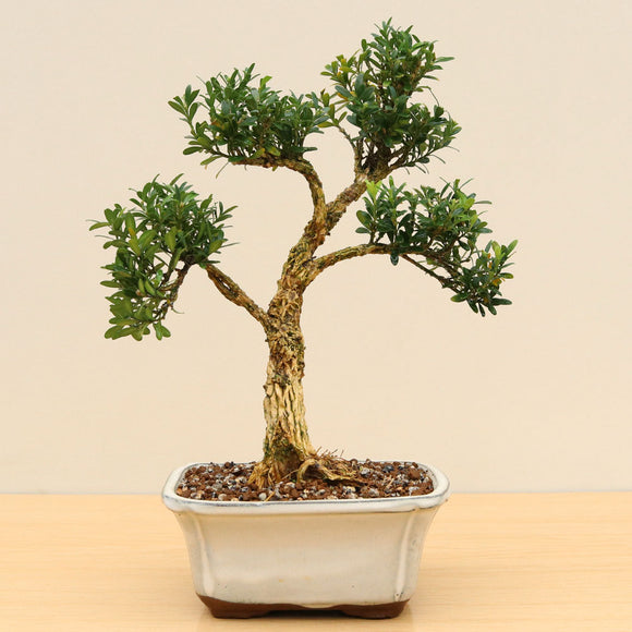 (C3) JAPANESE BOX (Buxus harlandii)