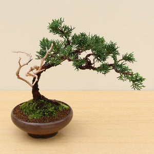 (D) CHINESE JUNIPER (Juniperus chinensis)