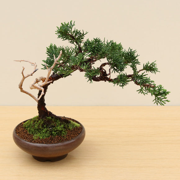 (H) CHINESE JUNIPER (Juniperus chinensis)