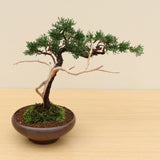 (H) CHINESE JUNIPER (Juniperus chinensis)