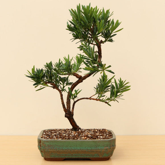 (D1) CHINESE PODOCARPUS (Podocarpus macrophyllus)