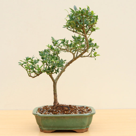 ilex crenata bonsai tree D1) JAPANESE HOLLY (Ilex crenata) – Derbyshire Bonsai