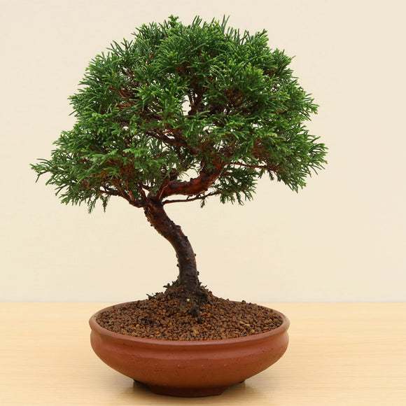 (E) ITOIGAWA JUNIPER (Juniperus chinensis 'itoigawa')