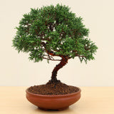 (E) ITOIGAWA JUNIPER (Juniperus chinensis 'itoigawa')