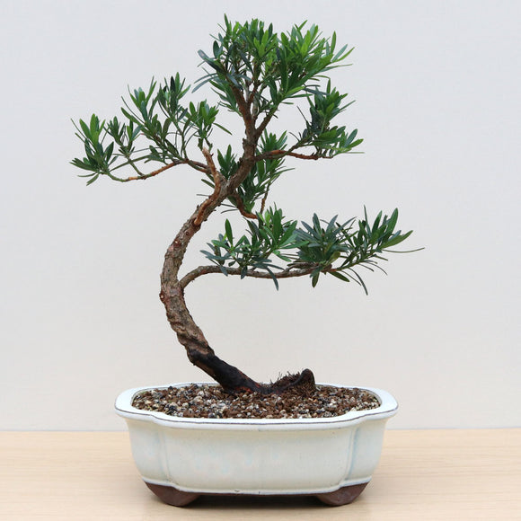 (E1) CHINESE PODOCARPUS (Podocarpus macrophyllus)