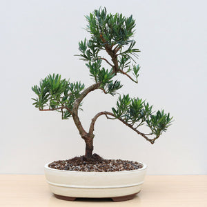 (E3) CHINESE PODOCARPUS (Podocarpus macrophyllus)