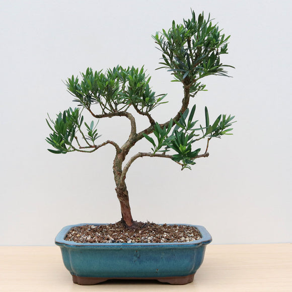 Luso Bonsai | Podocarpus Bonsai de 12 Anos Luso Bonsai | Podocarpus Bonsai de 12 Anos