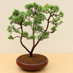 (F) CHINESE JUNIPER (Juniperus chinensis)