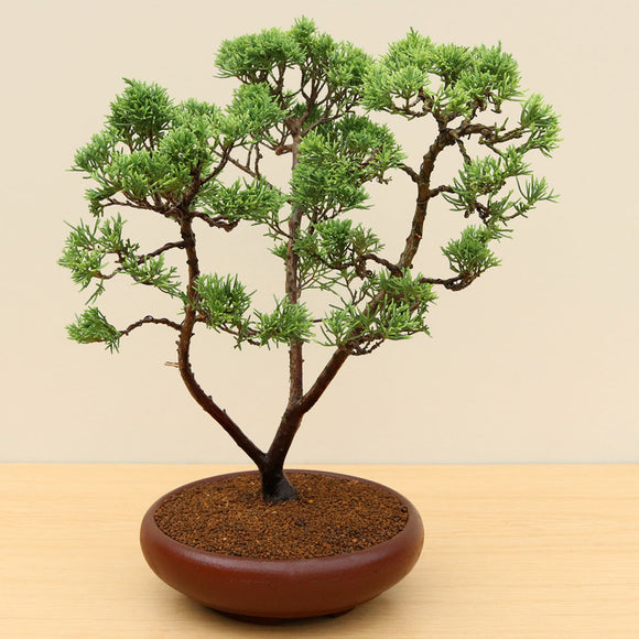 (J) CHINESE JUNIPER (Juniperus chinensis)