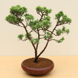 (F) CHINESE JUNIPER (Juniperus chinensis)