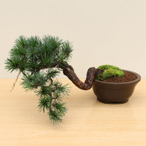 (G) SEMI-CASCADE JAPANESE WHITE PINE (Pinus parviflora)
