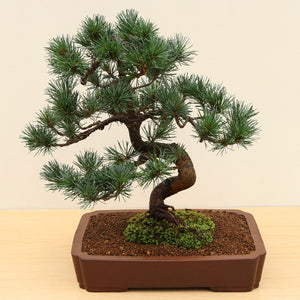 (I) JAPANESE WHITE PINE (Pinus parviflora)