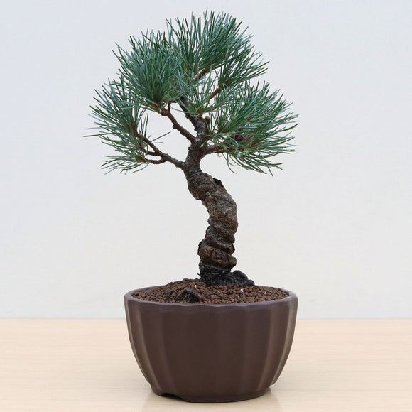 (H) JAPANESE WHITE PINE (Pinus parviflora)