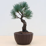 (H) JAPANESE WHITE PINE (Pinus parviflora)