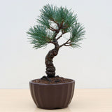 (H) JAPANESE WHITE PINE (Pinus parviflora)