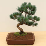 (I) JAPANESE WHITE PINE (Pinus parviflora)