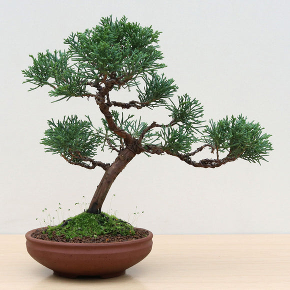 (I) CHINESE JUNIPER (Juniperus chinensis)