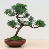 (I) CHINESE JUNIPER (Juniperus chinensis)