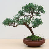 (I) CHINESE JUNIPER (Juniperus chinensis)
