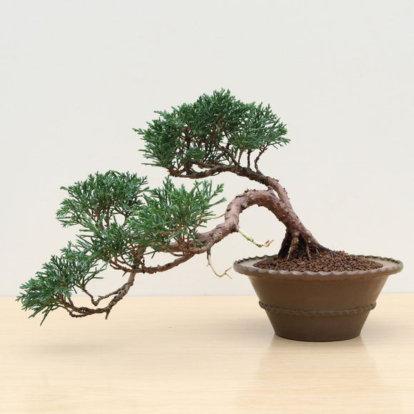 (J) SEMI-CASCADE CHINESE JUNIPER (Juniperus chinensis)