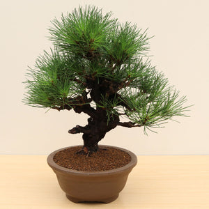 (K) CORK BARK JAPANESE BLACK PINE (Pinus thunbergii corticosa)