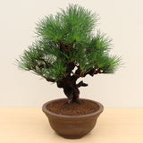 (K) CORK BARK JAPANESE BLACK PINE (Pinus thunbergii corticosa)