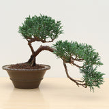 (J) SEMI-CASCADE CHINESE JUNIPER (Juniperus chinensis)