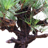 (K) CORK BARK JAPANESE BLACK PINE (Pinus thunbergii corticosa)