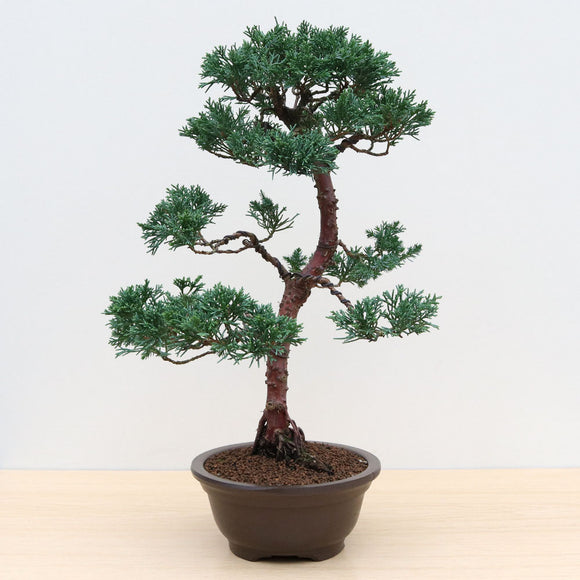 (K) CHINESE JUNIPER (Juniperus chinensis)