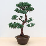 (K) CHINESE JUNIPER (Juniperus chinensis)