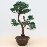 (K) CHINESE JUNIPER (Juniperus chinensis)