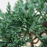 (K) CHINESE JUNIPER (Juniperus chinensis)