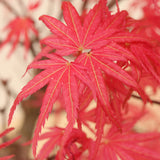 (C2) SEIGEN JAPANESE MAPLE (Acer palmatum 'Seigen')
