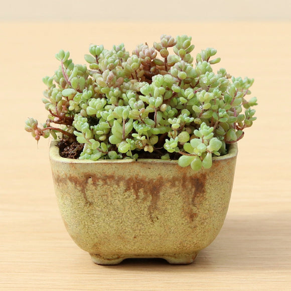 (A) Cedum Accent Plant.